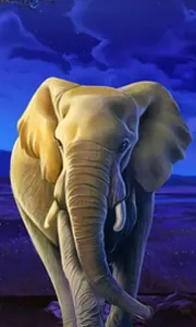 African Elephant